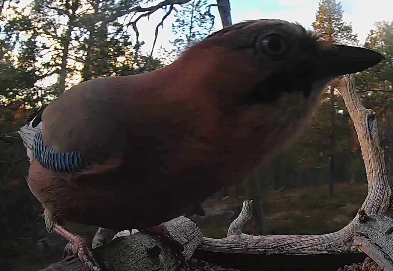 Best image of Eurasian jay