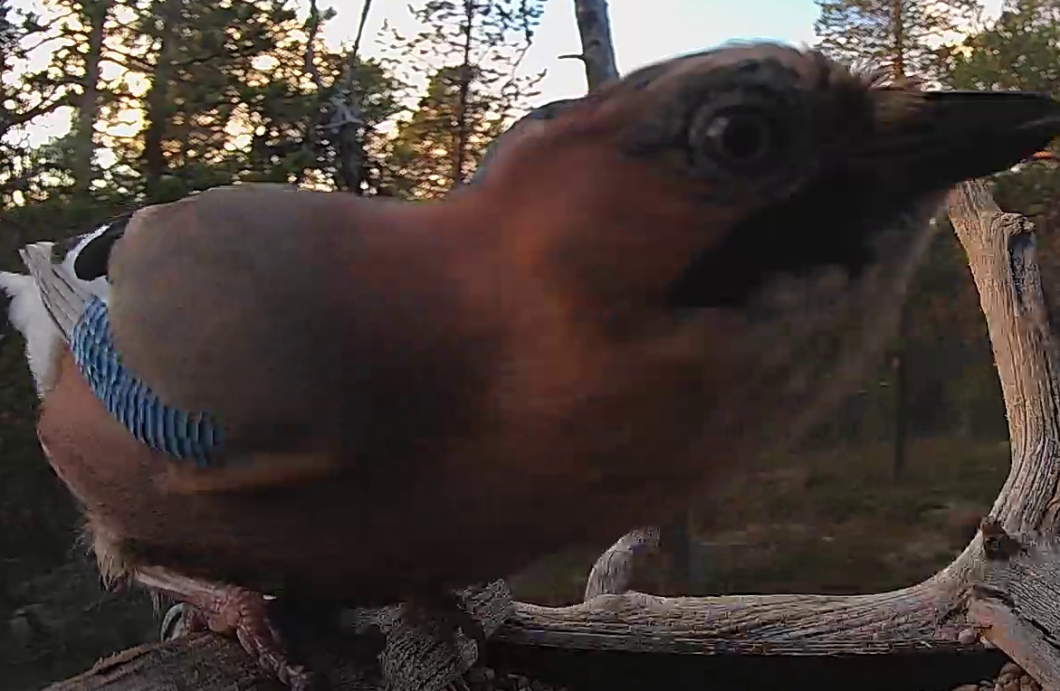 Best image of Eurasian jay