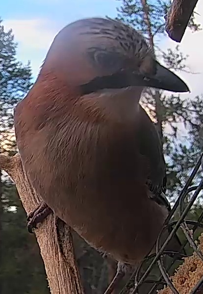Best image of Eurasian jay