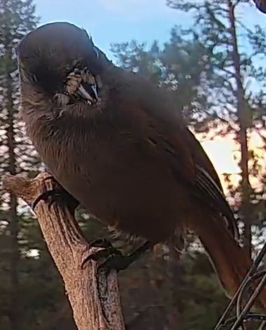 Best image of Siberian jay