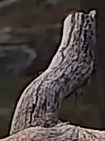 Best image of Pallid scops owl