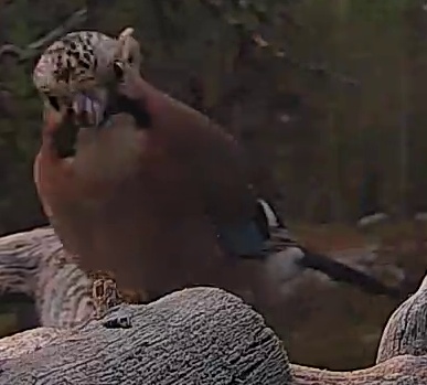 Best image of Helmeted guineafowl