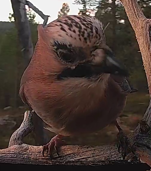Best image of Eurasian jay