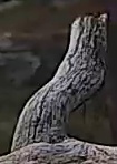 Best image of Pallid scops owl