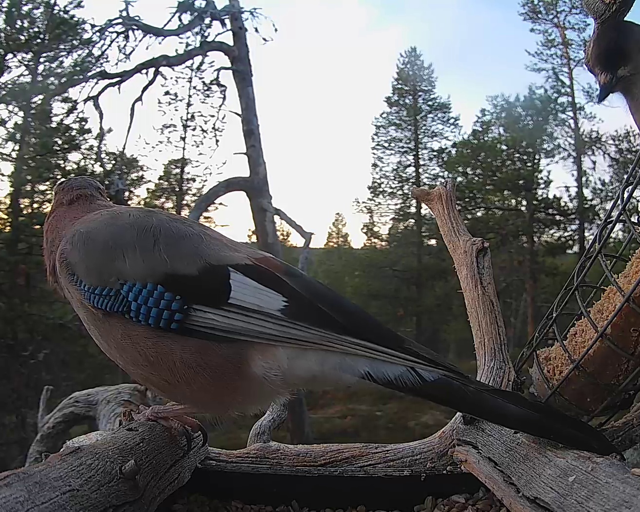Best image of Eurasian jay