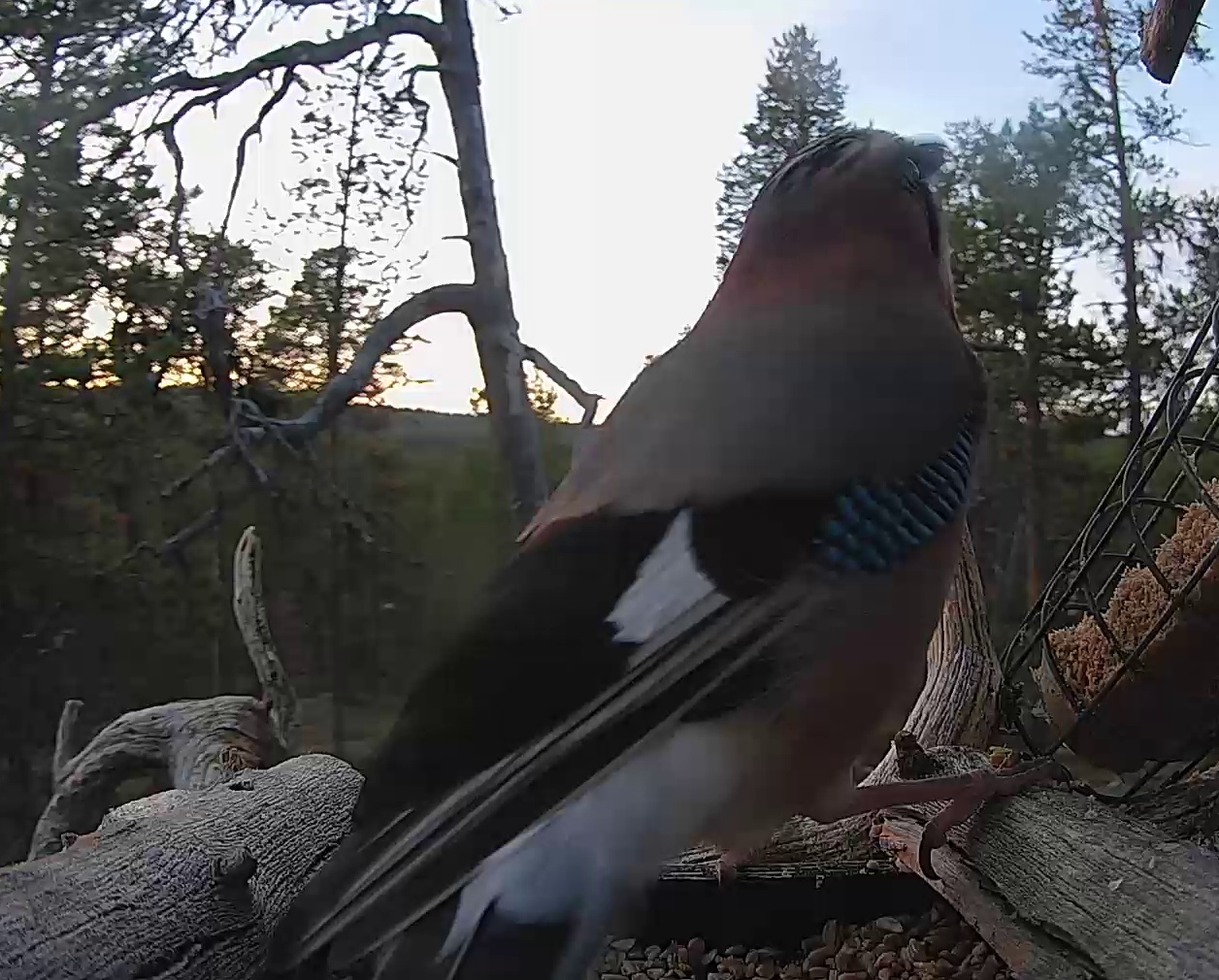 Best image of Eurasian jay