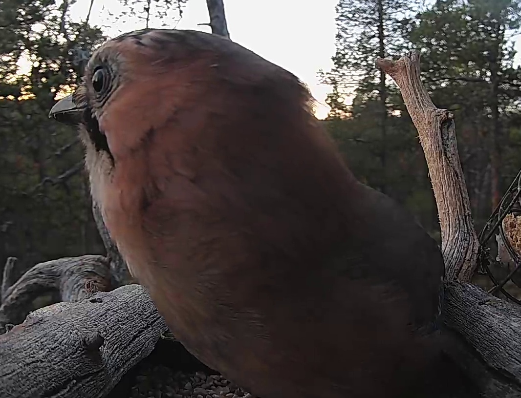 Best image of Eurasian jay