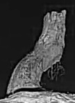 Best image of Pallid scops owl