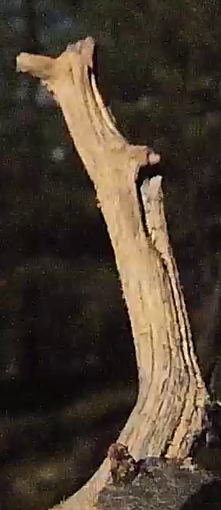Best image of Ivory gull