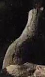 Best image of Black stork