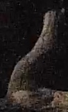 Best image of Red-necked nightjar