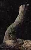 Best image of Red-necked nightjar