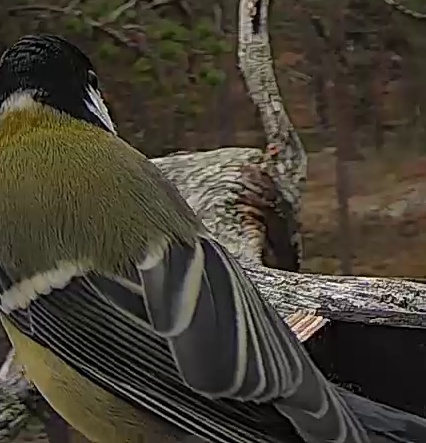 Best image of Great tit