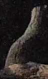 Best image of Red-necked nightjar