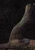 Best image of Red-necked nightjar