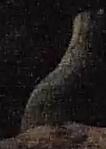 Best image of Red-necked nightjar