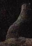 Best image of Red-necked nightjar