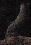 Best image of Red-necked nightjar