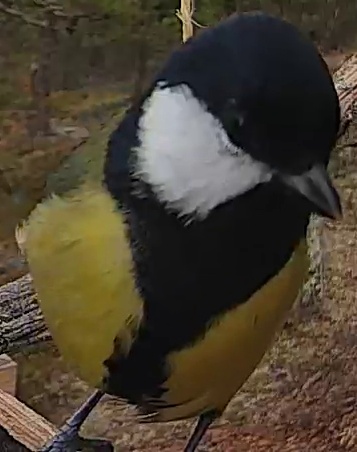 Best image of Great tit