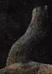 Best image of Red-necked nightjar