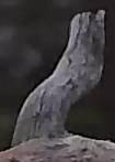 Best image of Pallid scops owl