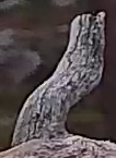 Best image of Pallid scops owl