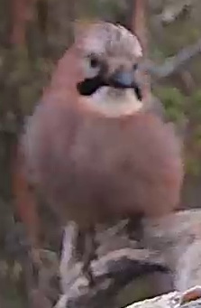 Best image of Eurasian jay
