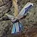 Best image of European roller