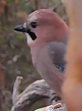 Best image of Eurasian jay