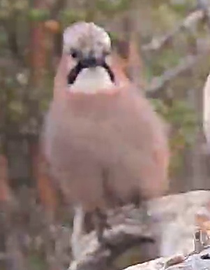 Best image of Eurasian jay