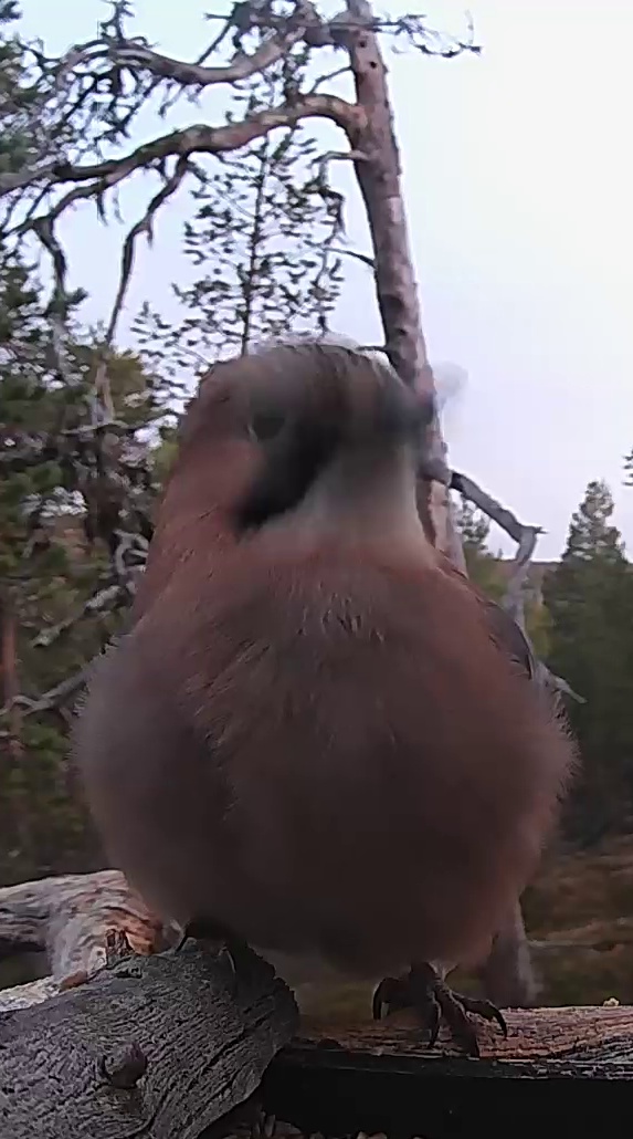 Best image of Eurasian jay