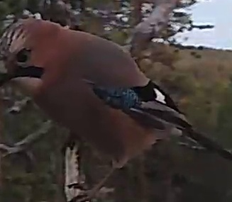 Best image of Eurasian jay
