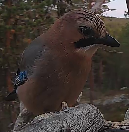 Best image of Eurasian jay