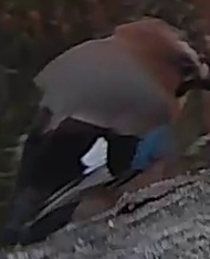 Best image of Hawfinch