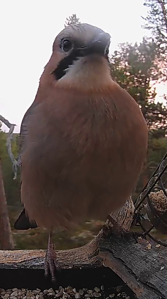 Best image of Eurasian jay