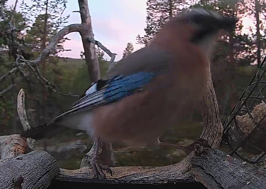 Best image of Eurasian jay