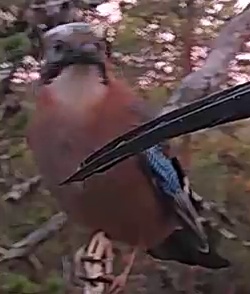Best image of Eurasian jay