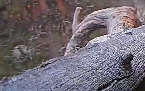 Best image of Helmeted guineafowl