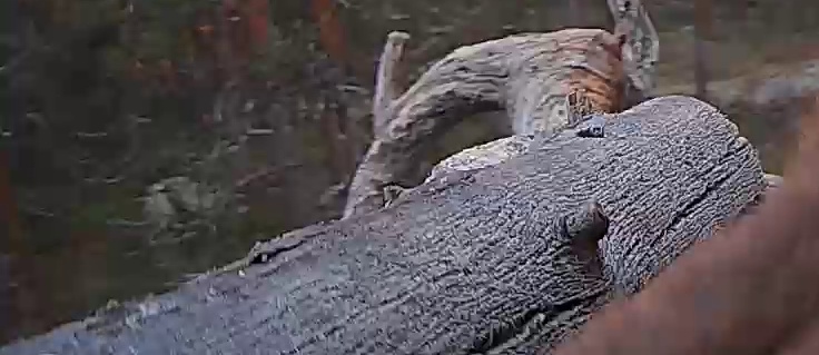 Best image of Helmeted guineafowl