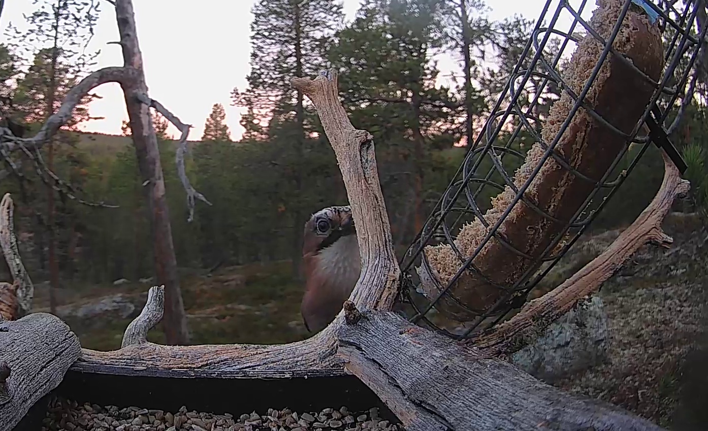 Best image of Eurasian jay