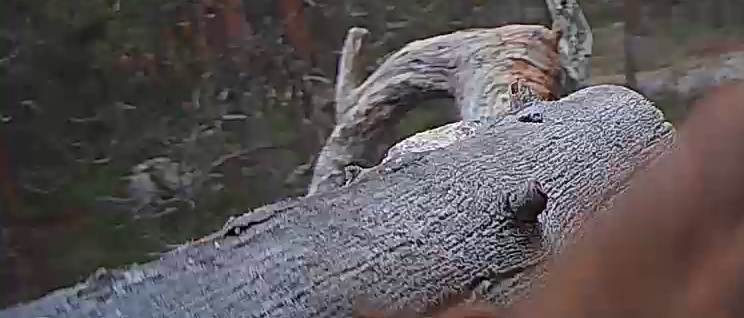 Best image of Helmeted guineafowl
