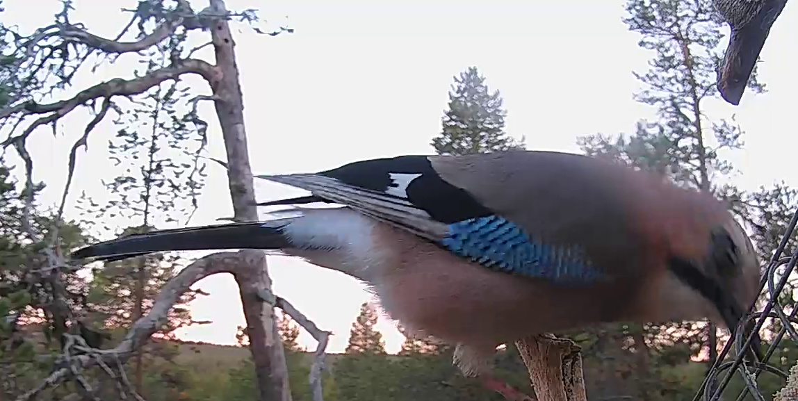 Best image of Eurasian jay