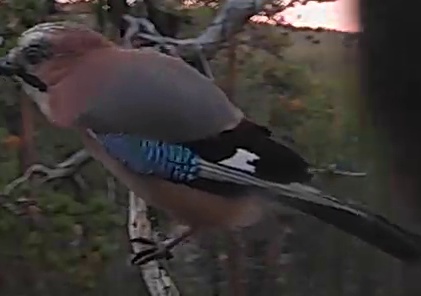 Best image of Eurasian jay