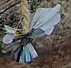 Best image of Azure tit