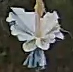 Best image of Azure tit