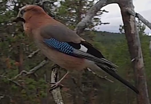 Best image of Eurasian jay