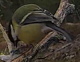 Best image of Great tit