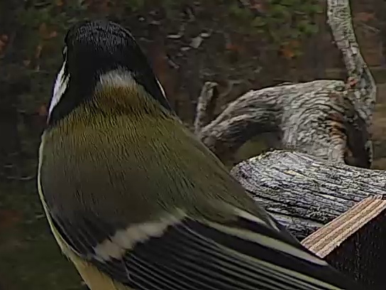 Best image of Great tit