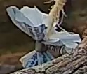 Best image of Eurasian hoopoe