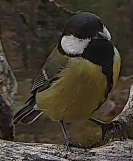 Best image of Great tit